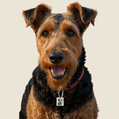QR Pet Recovery Tags